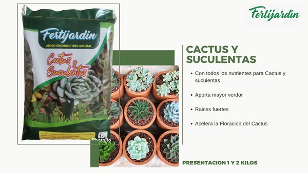 Cactus y Suculentas