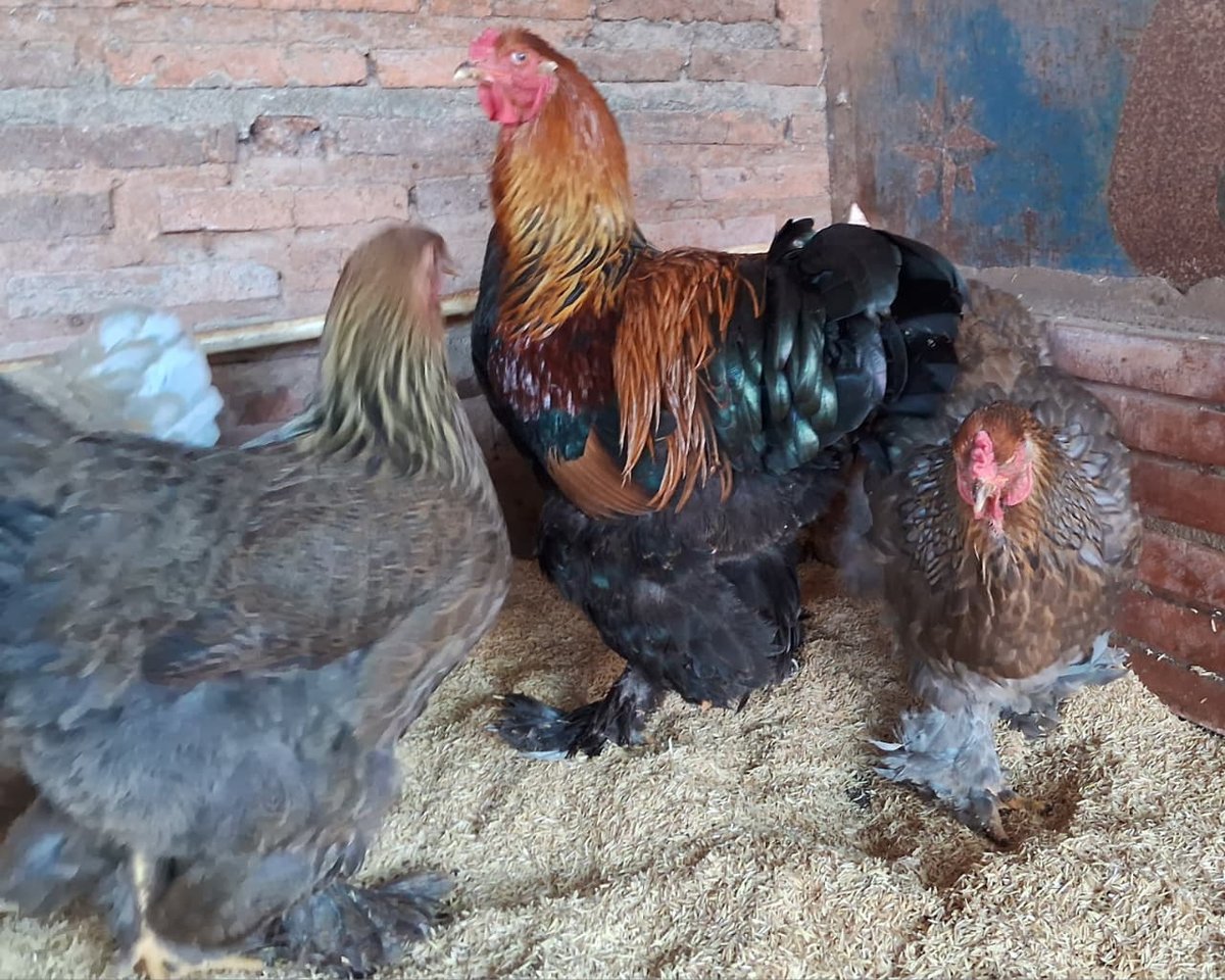 Brahma Perdiz  (La Pareja)   - 2