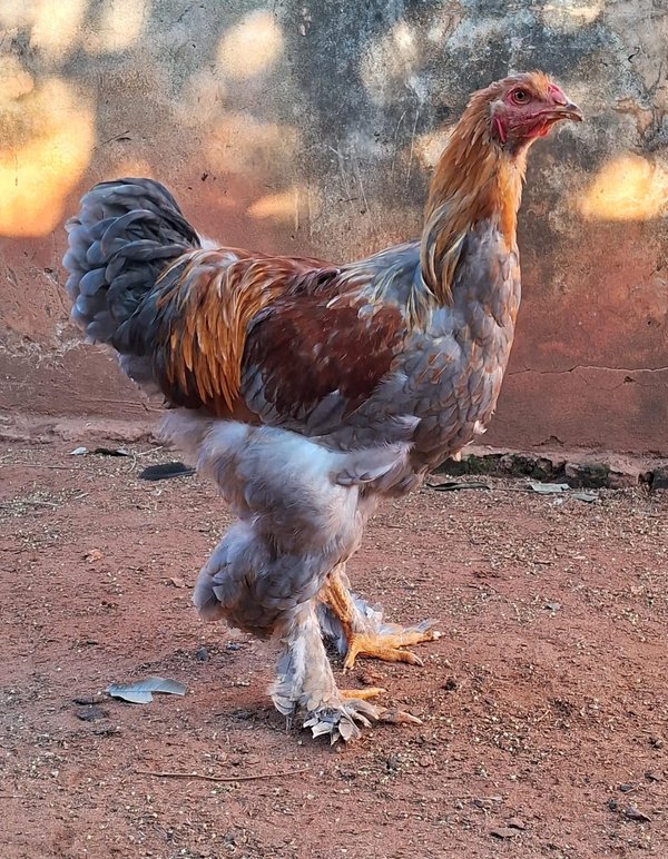 Gallo Brahma Perdiz Azul