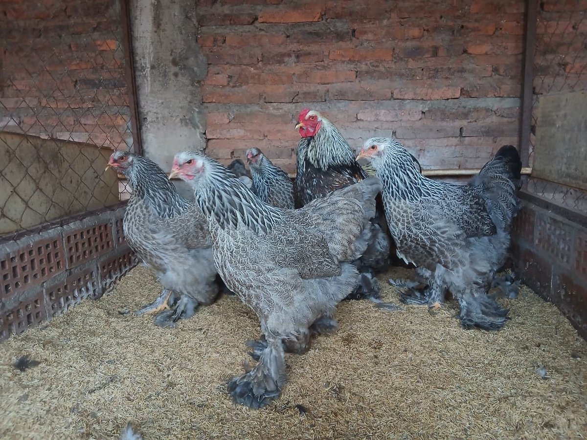 Brahma Salmón Plata  (La Pareja)   - 3