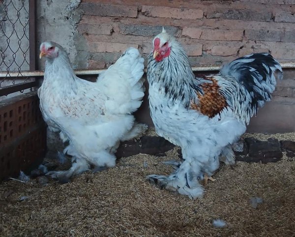 Brahma Silla Roja Plata  (La Pareja)  