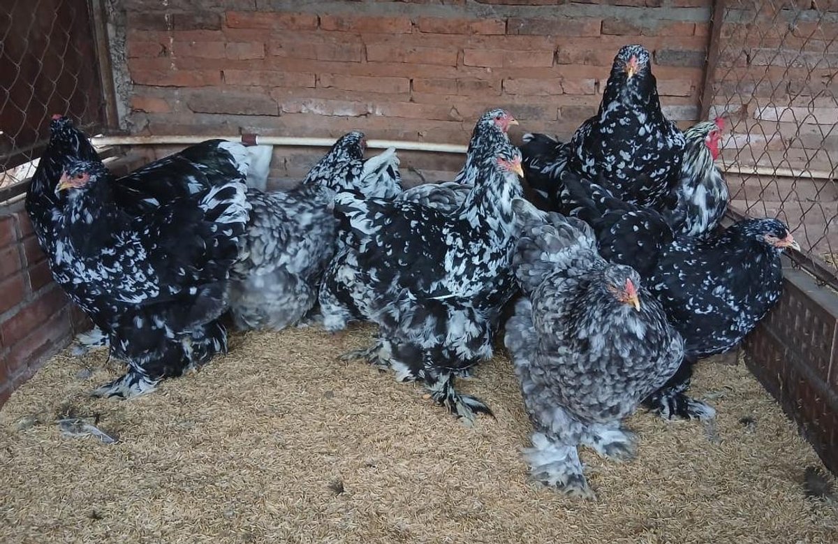 Brahma Moteado la Pareja