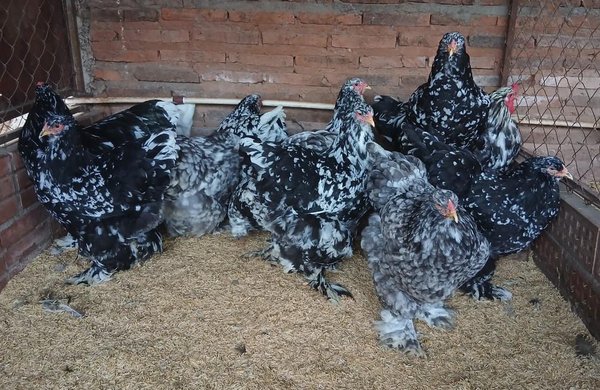 Brahma Moteado la Pareja 