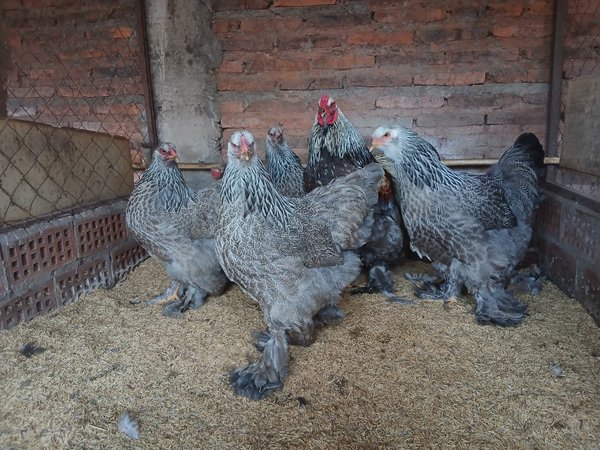 Brahma Salmón Plata  (La Pareja)  