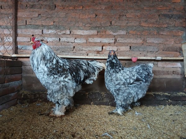 Brahma Moteado Azul  (La Pareja) 