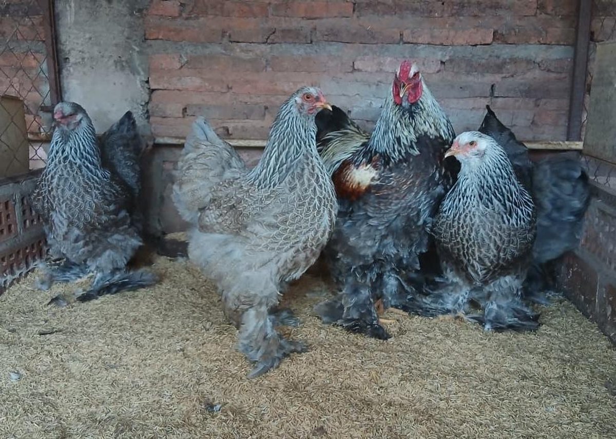 Brahma Salmón Plata  (La Pareja)   - 2