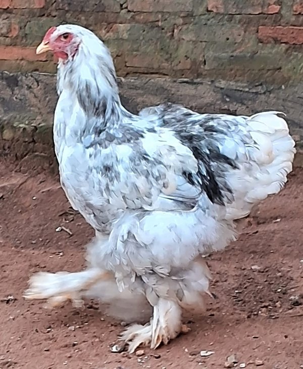 Gallo Brahma Moteado Azul (Copia)