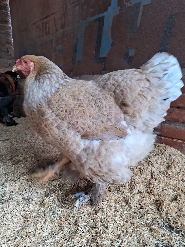 Gallina Brahma Perdiz Azul