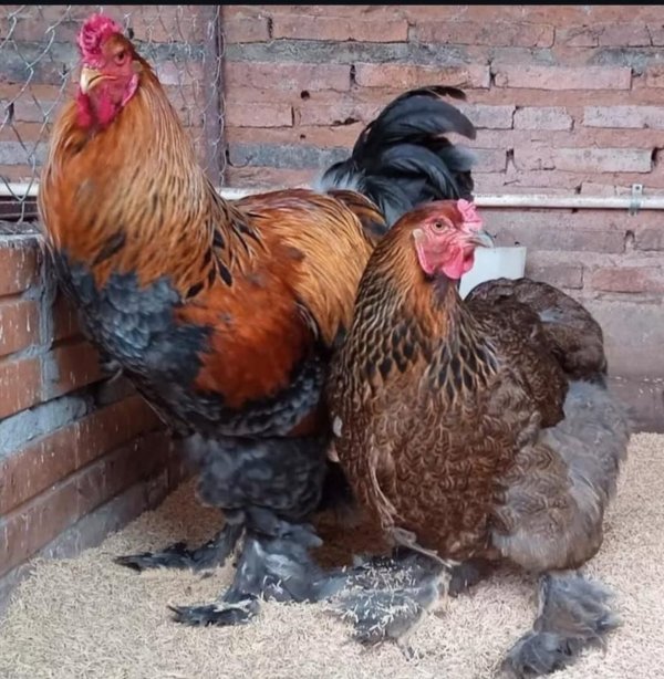 Brahma Perdiz  (La Pareja)  