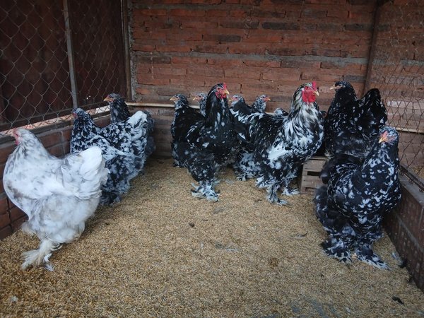 Brahma Moteado la Pareja 