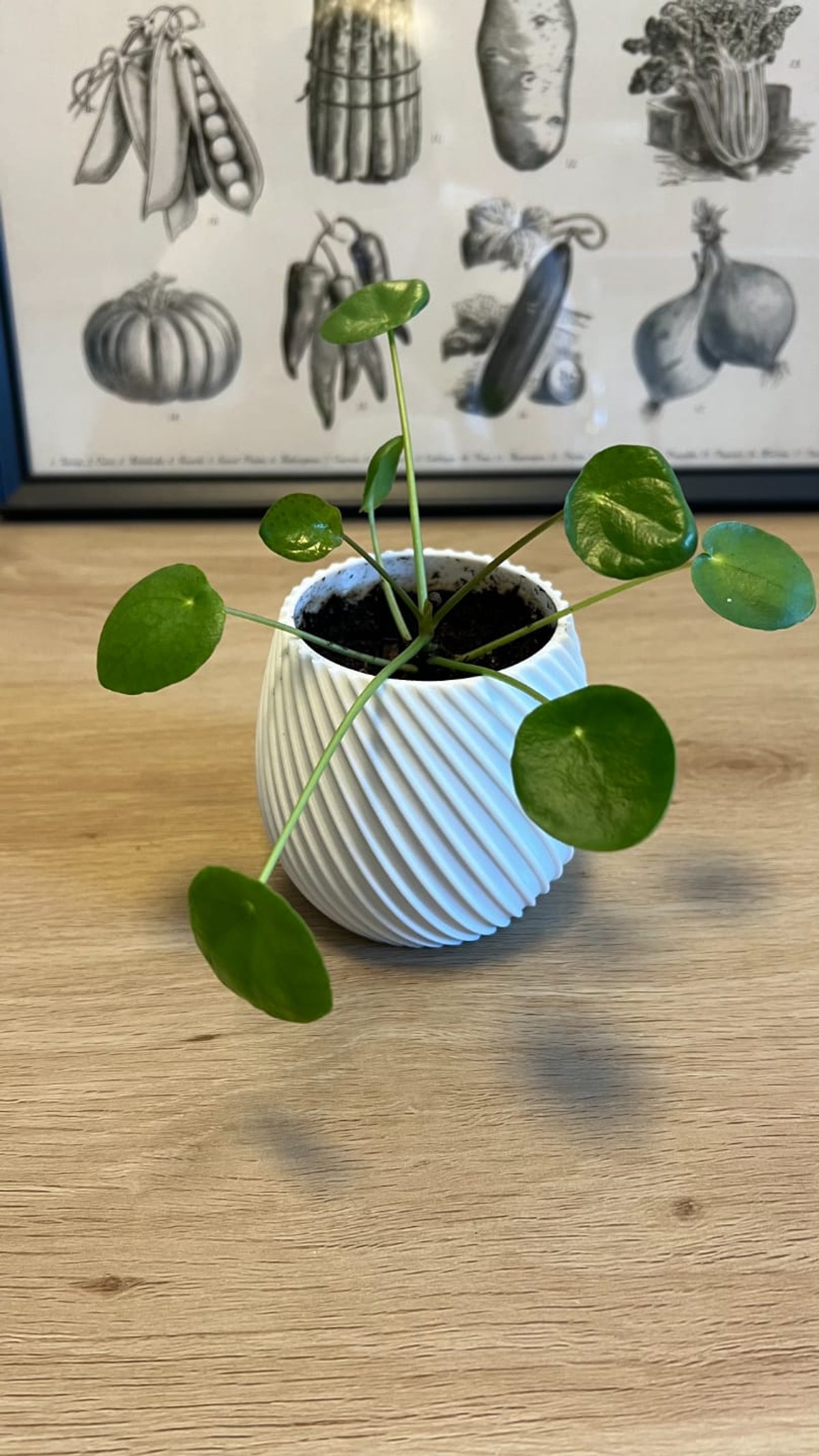 Maceta Decorativa Minimalista – Diseño Moderno  - 2