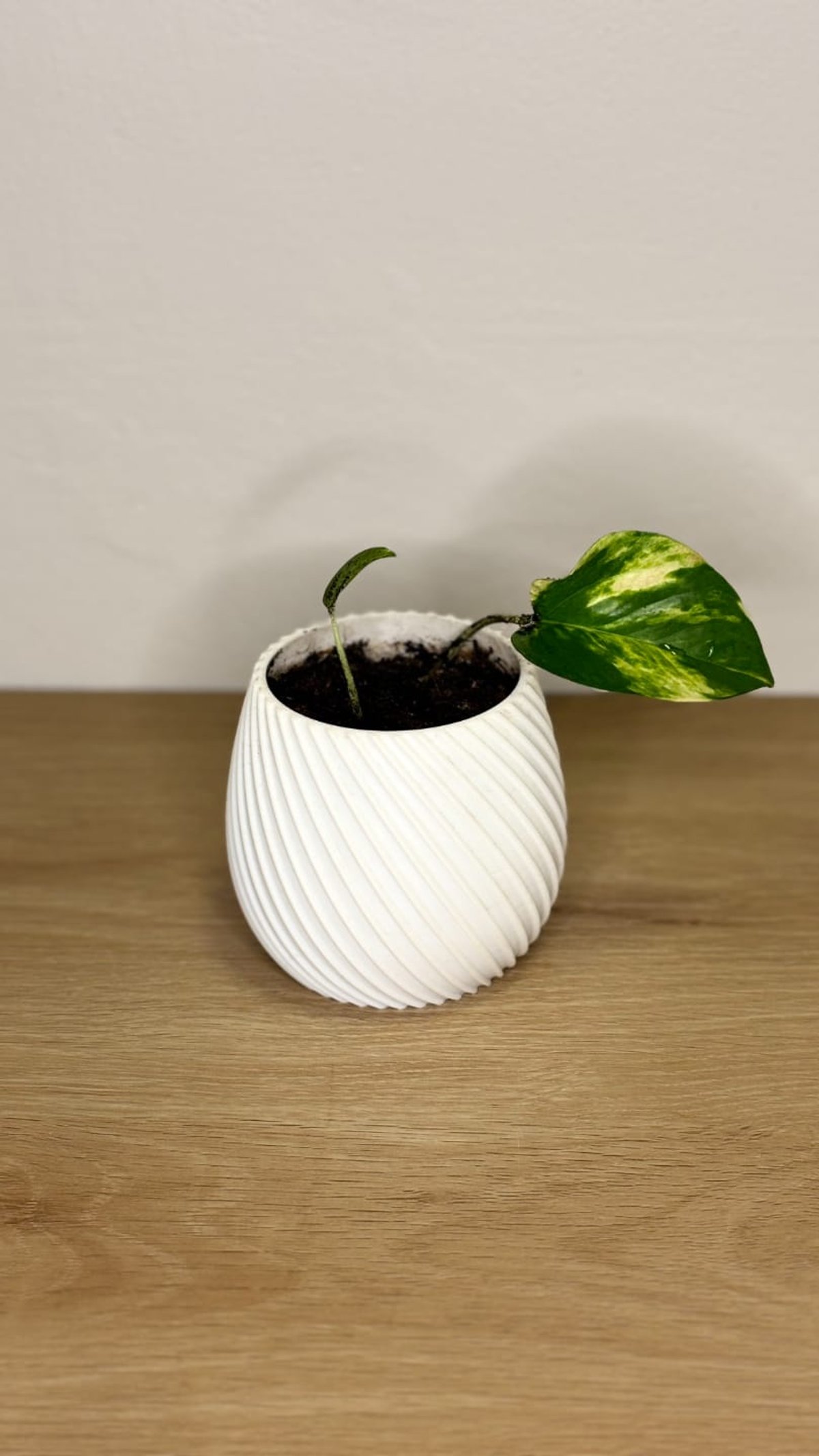 Maceta Decorativa Minimalista – Diseño Moderno  - 4