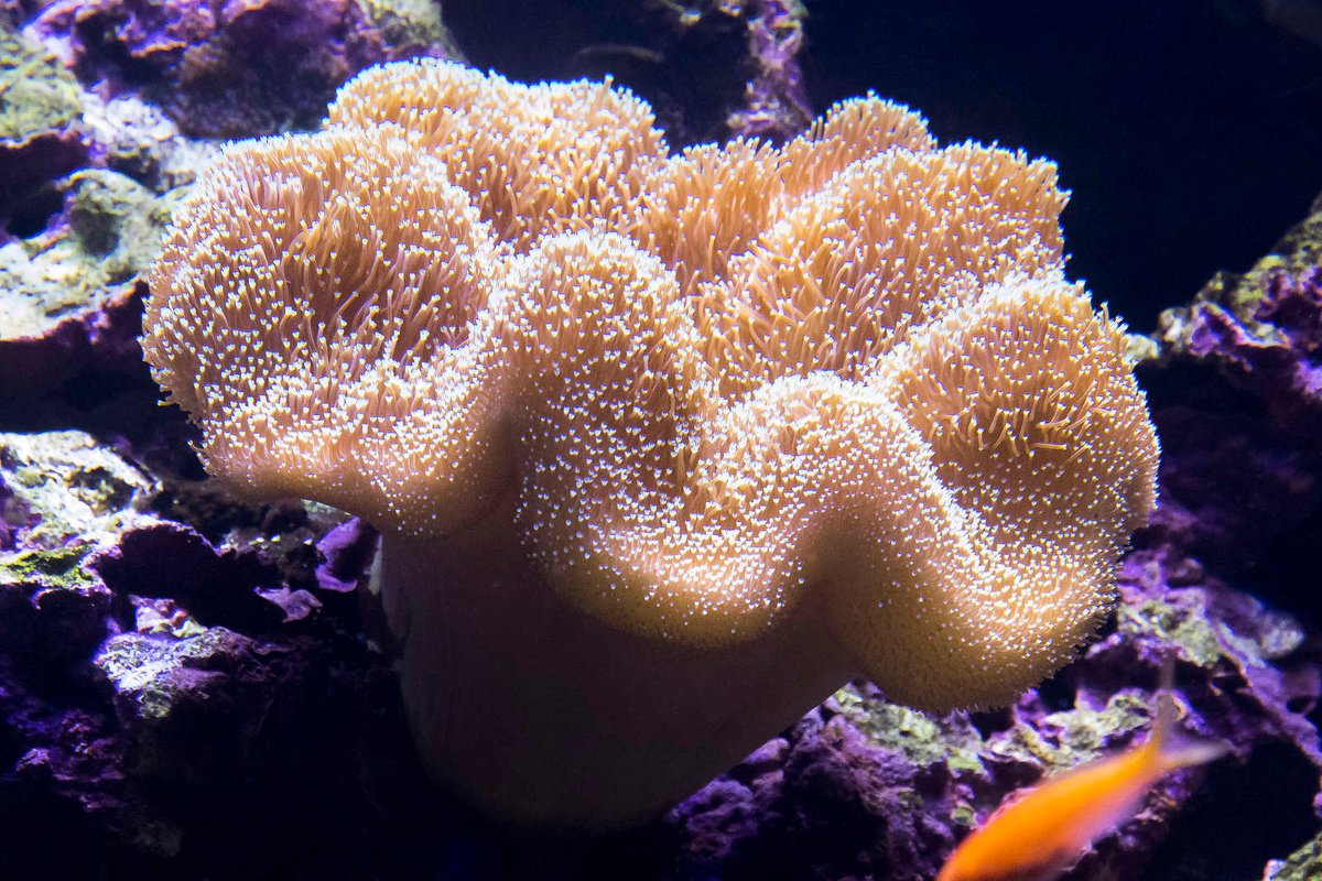 Coral Zarcophyton