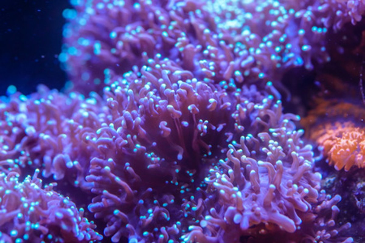 Coral Rodacthis