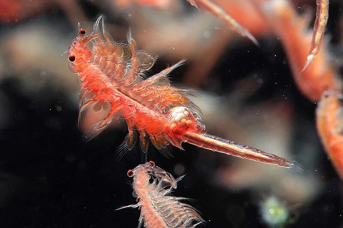 Artemia Salina Premium Congelada – Blíster de 5 g