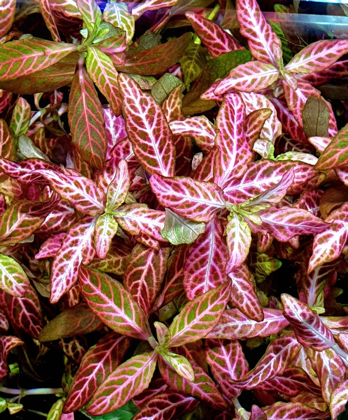 Hygrophila Polysperma Rosanervig