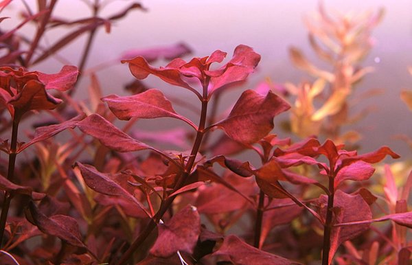 Ludwigia Súper Red