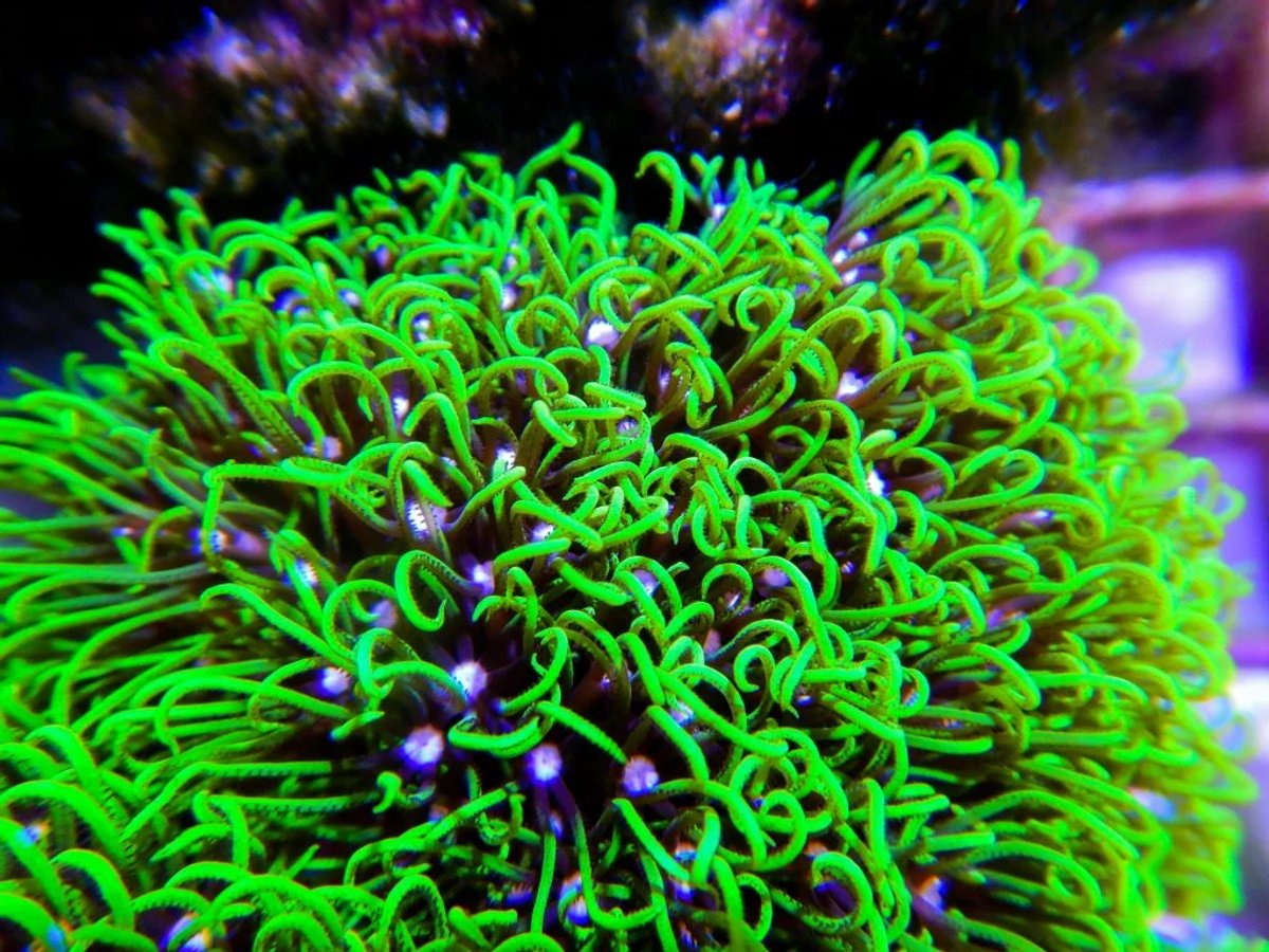 Coral Pachyclavularia