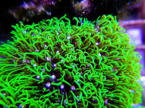Coral Pachyclavularia