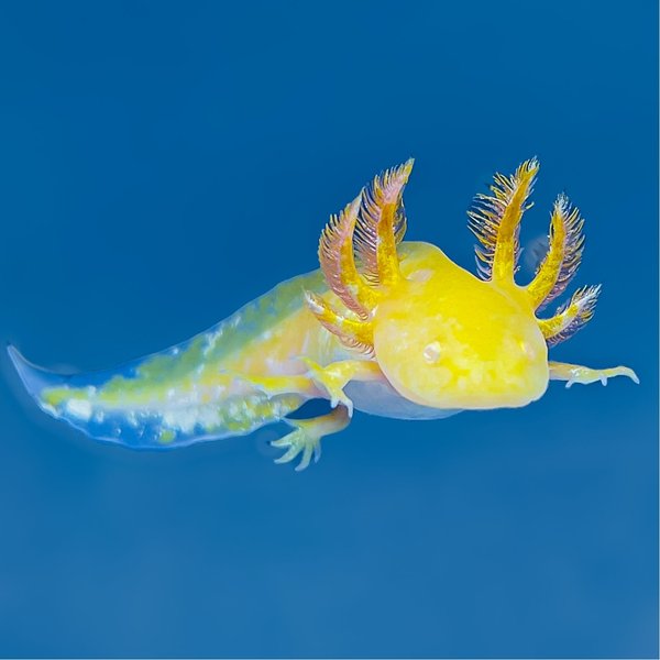 Ajolote Albino Golden Mediano