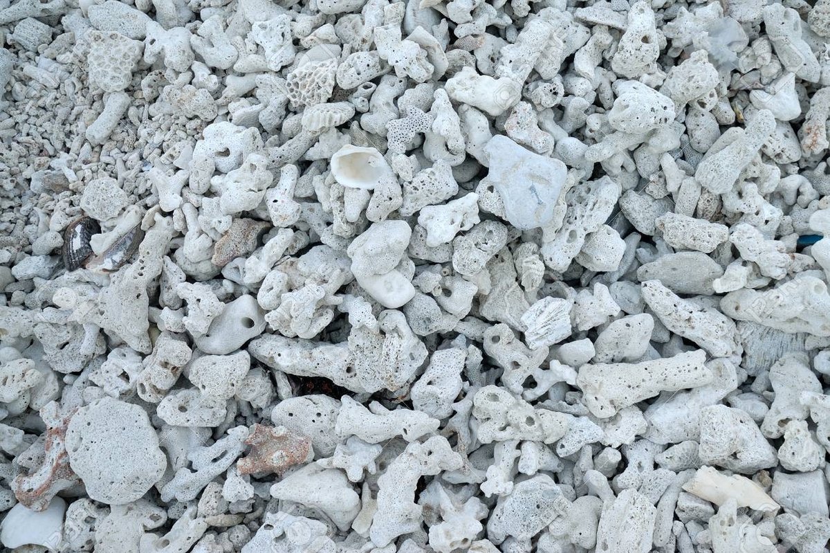 Grava Coralina – Sustrato Decorativo para Acuarios Marinos