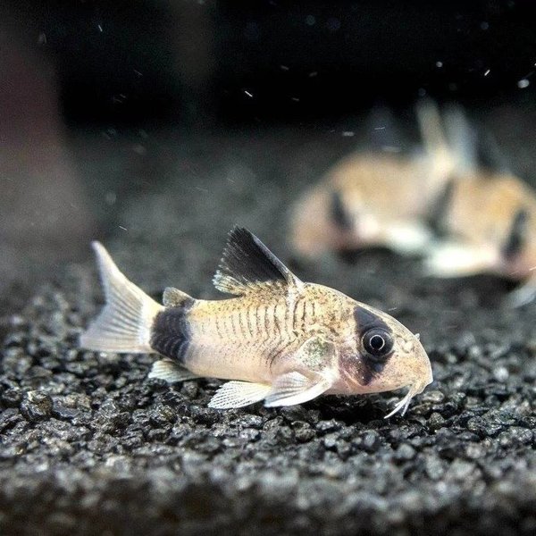 Corydora Panda 