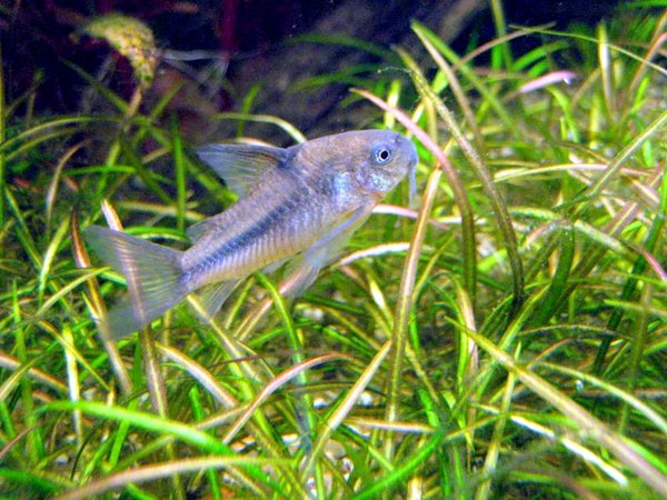 Corydora Nattereri