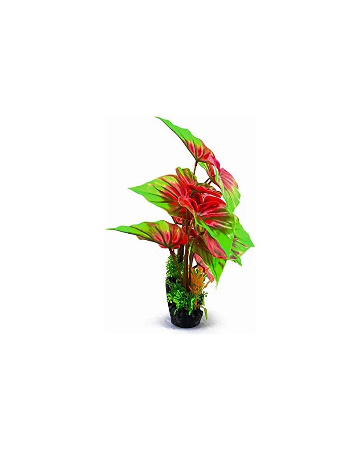 Arreglo Plantas Rojas