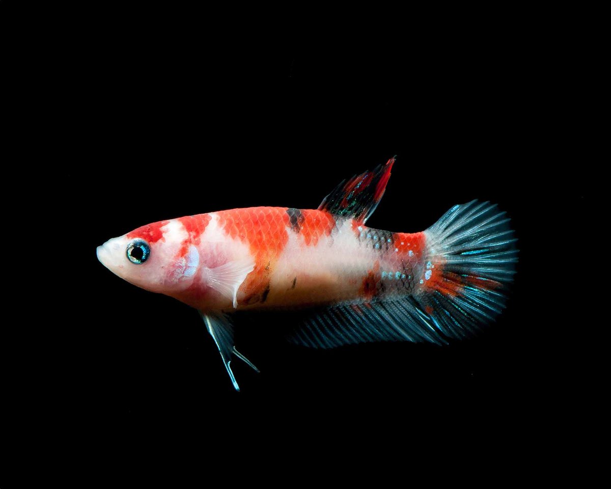 Betta H Koi 