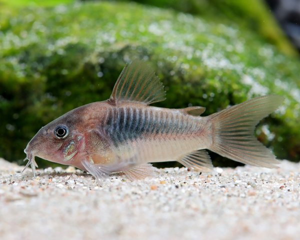 Corydora Aeneus 