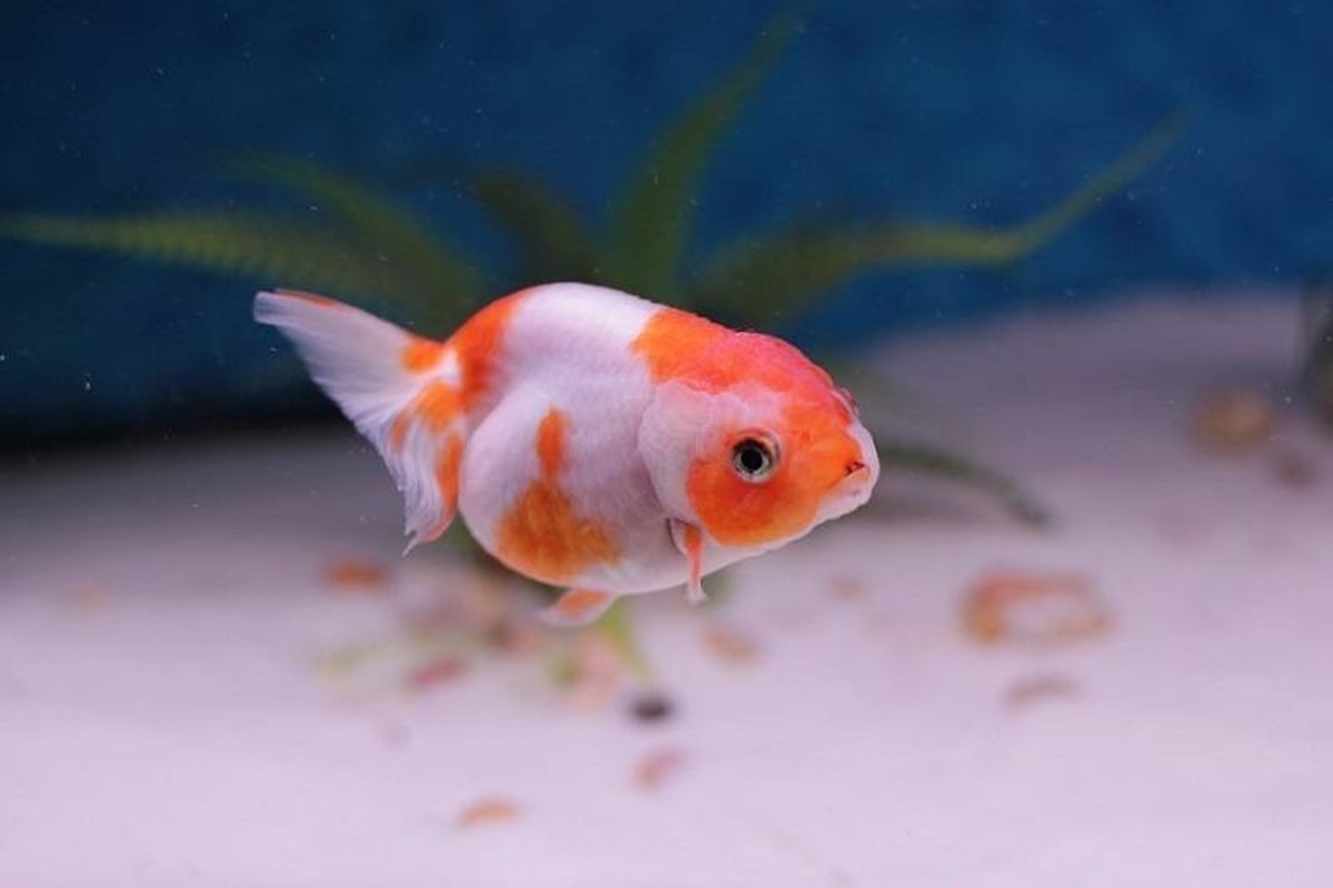 Goldfish Ranchu Mg