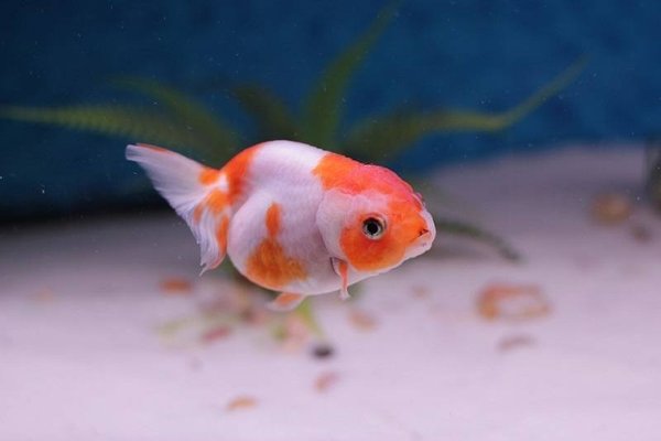 Goldfish Ranchu Mg
