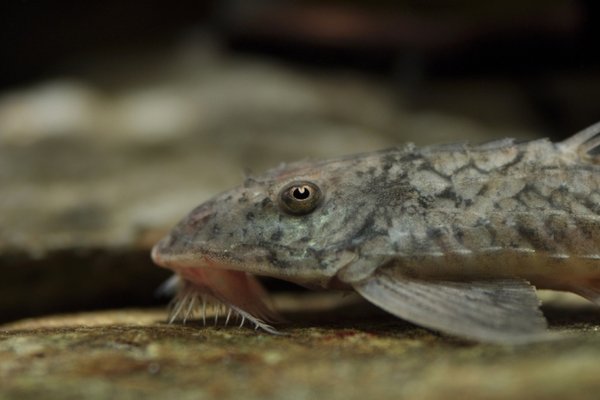 Loricaria