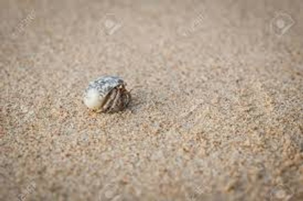 Cangrejo Ermitaño Mini