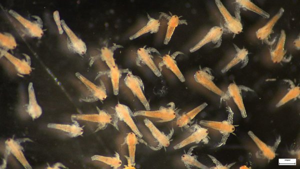 Huevos De Artemia Salina Para Eclosionar ( 10 g )