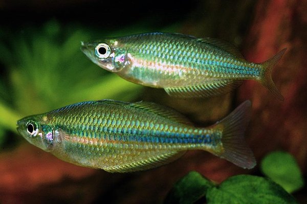 Melanotaenia Trifasciata