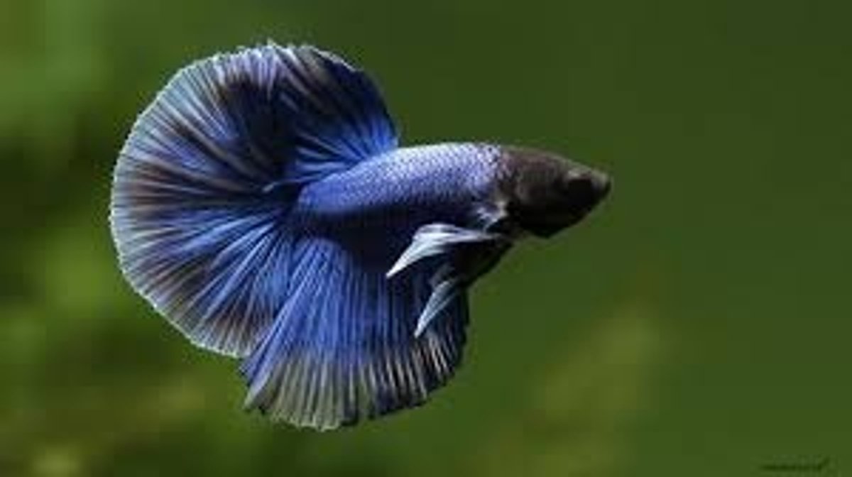 Betta M