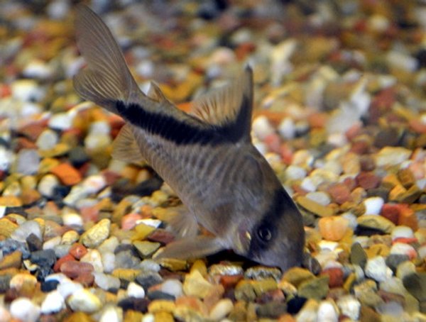 Corydora Melini