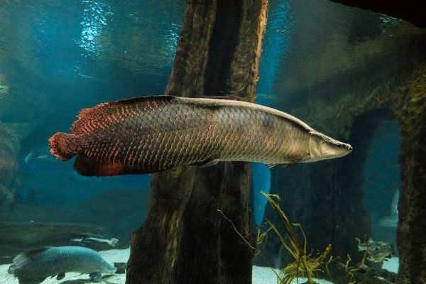 Arapaima Gigas 17 cm