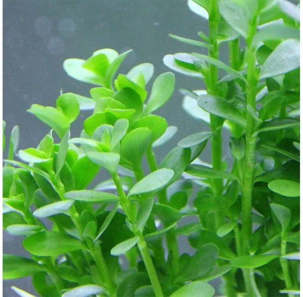 Bacopa 