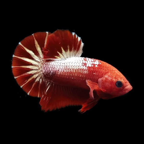 Betta Macho Plakat