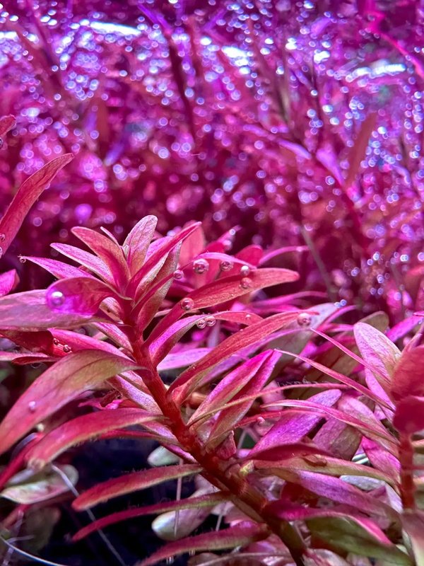 Rotala SP Pink