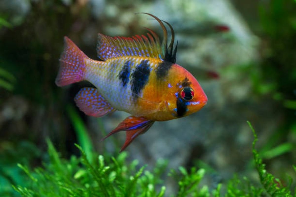 Papilochromis