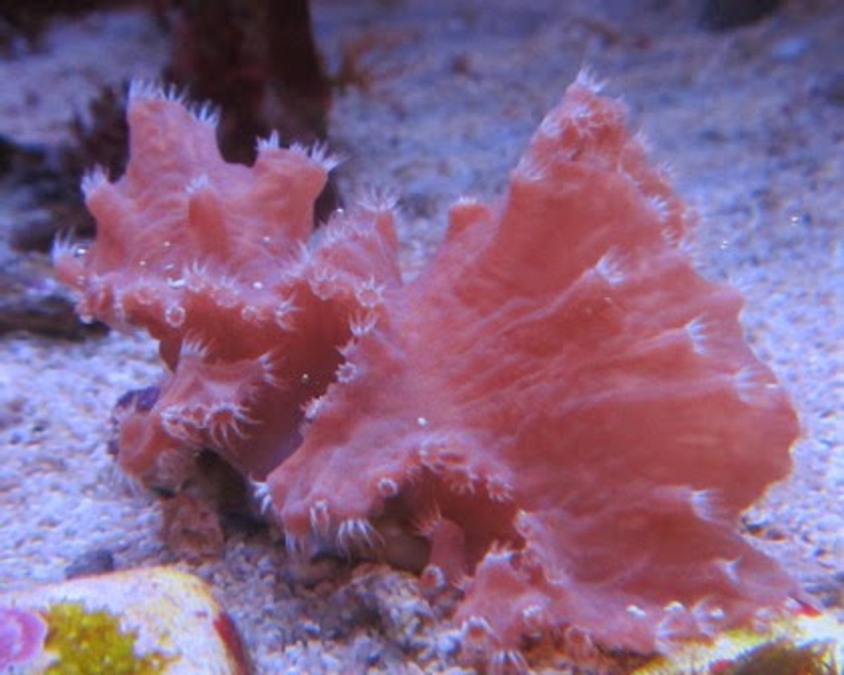 Coral Cuero