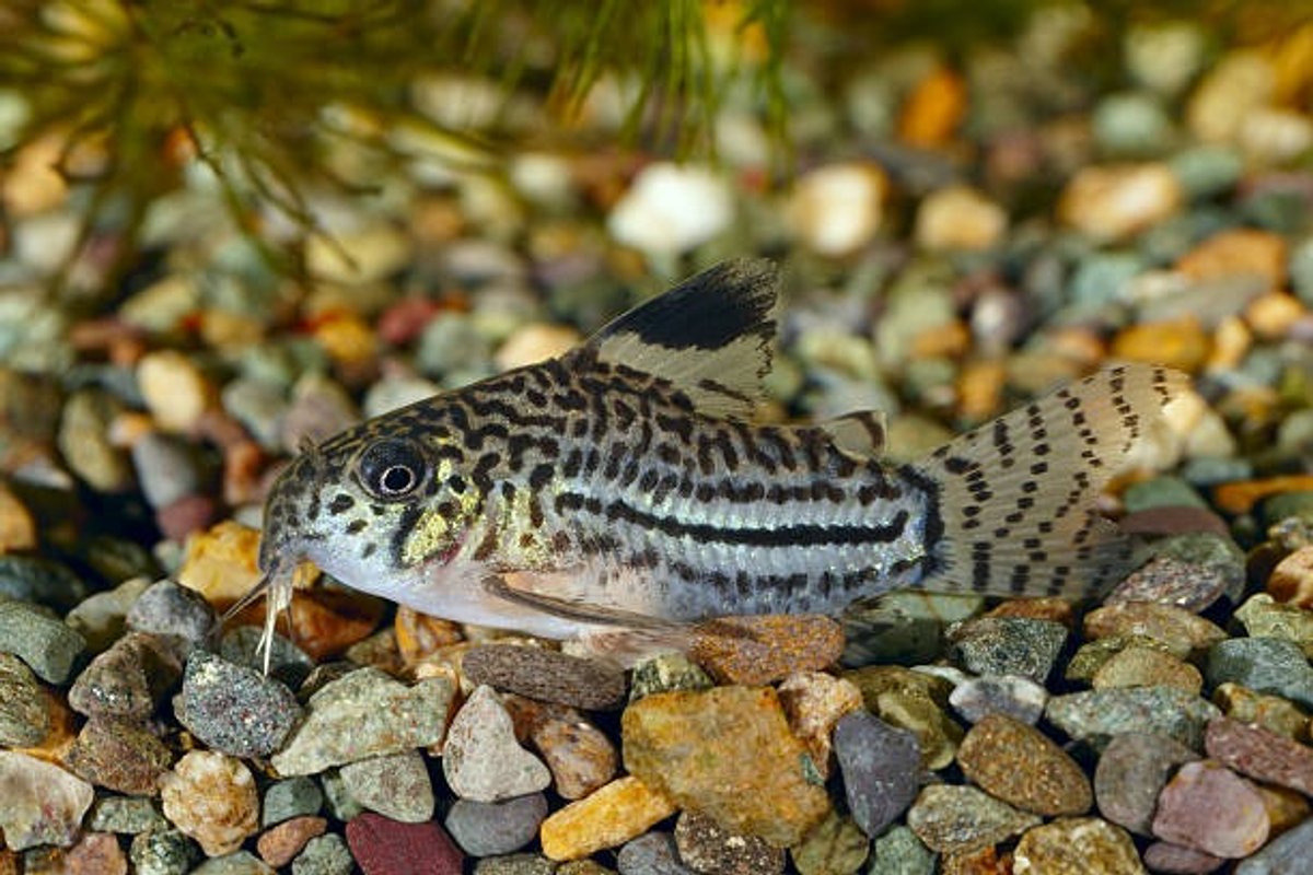 Corydora Schwartzi