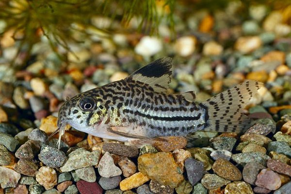 Corydora Schwartzi