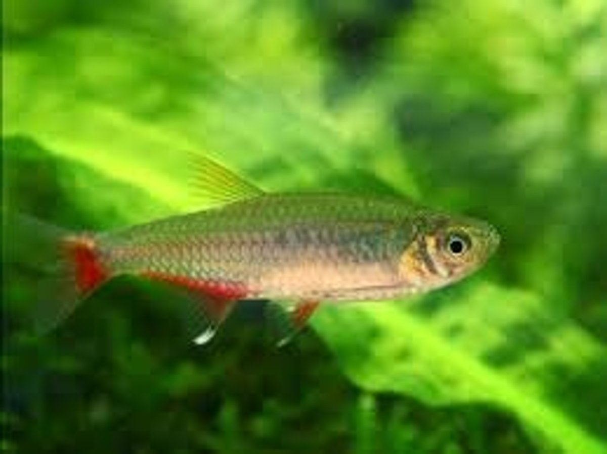 Tetra Cola Sangrante