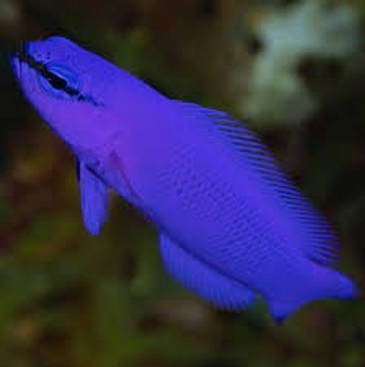 Perca Enana de Friedman