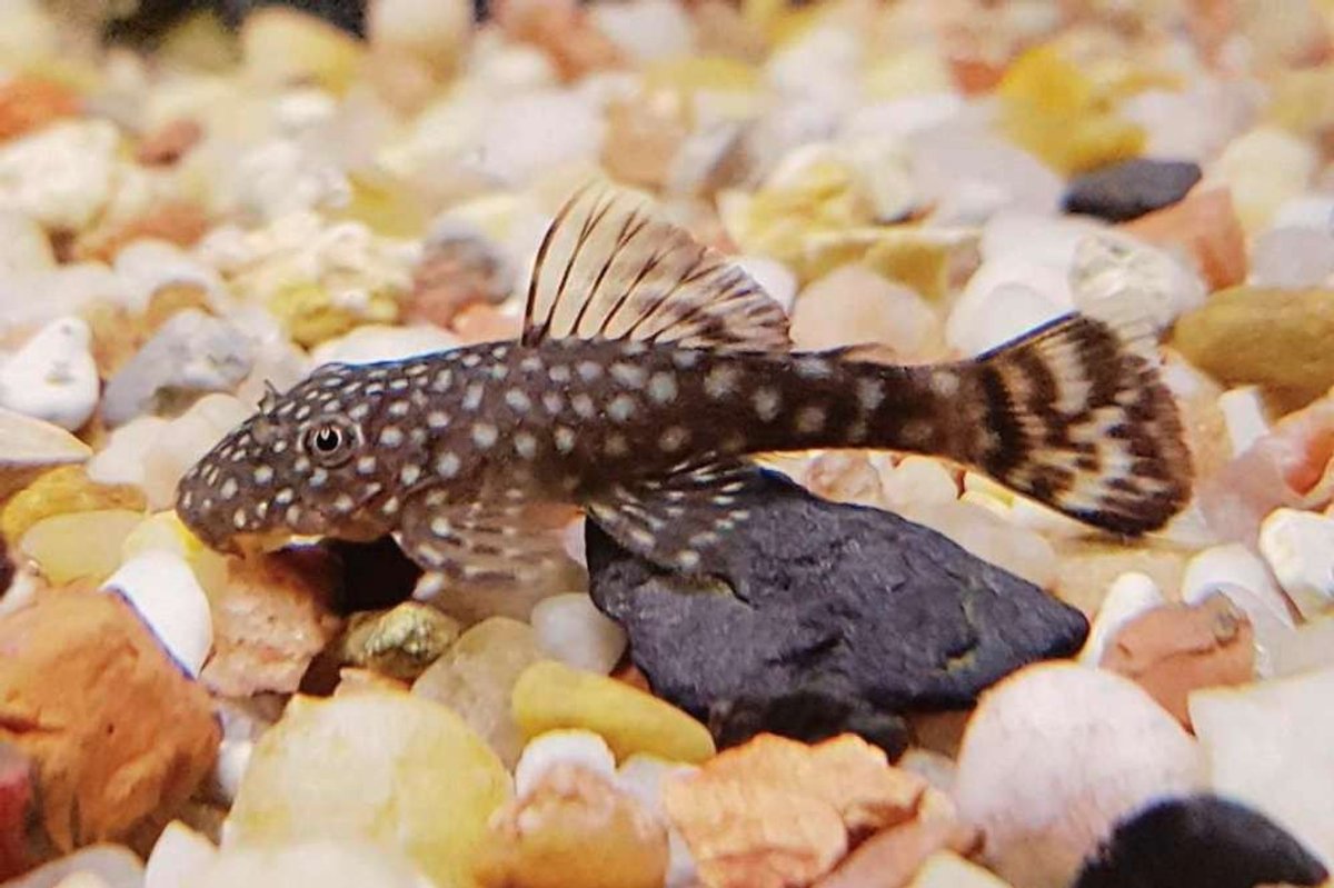 Plecos 
