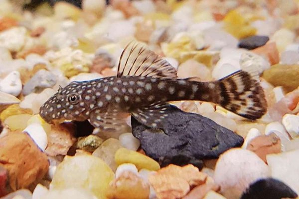 Plecos 